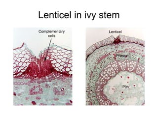 Lenticel in ivy stem