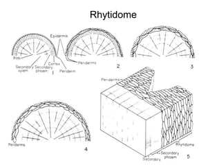 Rhytidome