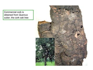 Commercial cork is
obtained from Quercus
suber, the cork oak tree
 