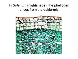 In Solanum (nightshade), the phellogen
arises from the epidermis