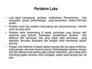 power point materi jaringan periderm pada tumbuhan | PPTX