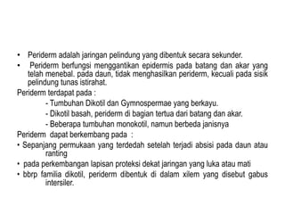 power point materi jaringan periderm pada tumbuhan | PPTX