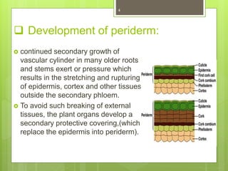 periderm, new 2023.pptx