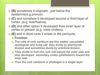  (B) sometimes it originate , just below the
epidermis(e.g.prunus).
 (C) and somehow it developed second or third layer of
cortex ,(e.g. boerhaavia).
 (D) and other option it developed from inner layer of
cortex or phloem (e.g. vistis vinifera).
 (E) and in dicot roots it arises in the pericycle.
 Function:
 The cells of cork cambium are thin walled ,vacuolated ,
rectangular and living cell ,they divide by phericlynal
division and sometimes divide by anticlinal division.
 They divide to form the cork cell toward the outer side and
also developed secondary cortex (phelloderm) toward the
inner side.
 Thus the cork cambium or phellogen is a single layer.
7
 