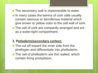  The secondary wall is impermeable to water.
 In many cases the lamina of cork cells usually
contain resinous or tanniferous material which
give brown or yellow color to the cell wall of cork.
 The cell of cork are compactly arranged and act
as a water-tight compartment.
3. Pelloderm(secondary cortex):
 The cut off toward the inner side from the
phellogen and differentiate into phelloderm,
 The cell of phelloderm are thin walled, which
contain living protoplasm.
9
 