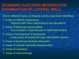 SCANNING ELECTRON MICROSCOPIC
EXAMINATION OF LATERAL WALL
Seven different types of disease activity have been identified.
1. Areas of relative quiescence
Regions with minor depressions and elevations
2. Areas of Bacterial accumulation
Accumulates in depressions in epithelial surface
3. Areas of emergence of leukocytes
Leukocytes emerging through intercellular spaces
4. Areas of leukocyte bacteria interaction
5. Areas of intense epithelial desquamation
6. Areas of ulceration
7. Areas of haemorrhage.
 