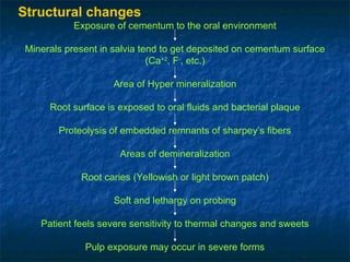 Structural changes
Exposure of cementum to the oral environment
Minerals present in salvia tend to get deposited on cementum surface
(Ca+2
, F-
, etc.)
Area of Hyper mineralization
Root surface is exposed to oral fluids and bacterial plaque
Proteolysis of embedded remnants of sharpey’s fibers
Areas of demineralization
Root caries (Yellowish or light brown patch)
Soft and lethargy on probing
Patient feels severe sensitivity to thermal changes and sweets
Pulp exposure may occur in severe forms
 