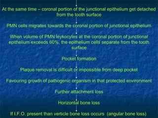 At the same time – coronal portion of the junctional epithelium get detached
from the tooth surface
PMN cells migrates towards the coronal portion of junctional epithelium
When volume of PMN leykocytes at the coronal portion of junctional
epithelium exceeds 60%, the epithelium cells separate from the tooth
surface
Pocket formation
Plaque removal is difficult or impossible from deep pocket
Favouring growth of pathogenic organism in that protected environment
Further attachment loss
Horizontal bone loss
If I.F.O. present than verticle bone loss occurs (angular bone loss)
 