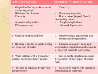 CLINICAL FEATURES HISTOPATHOLOGIC FEATURES
1. Gingival wall of the pocket presents
various degrees of:
• Bluish red discoloration
• Flaccidity
• A smooth, shiny surface
• Pitting on pressure.
1. Caused By:
• Circulatory stagnation
• Destruction of gingival fibers &
surrounding tissues.
• Atrophy of epithelium
• Edema & degeneration
2. Gingival wall pink and firm 2. Fibrotic changes predominate over
exudation and degeneration.
3. Bleeding is elicited by gently probing
soft tissue wall of pocket
3. Increased vascularity, thinning &
degeneration of epithelium and proximity
of engorged vessels to inner surface
4. When explored with a probe, inner
aspect of pocket is generally painful.
4. Pain on tactile stimulation is caused
by ulceration of inner aspect of pocket
wall.
5. Pus may be expressed by applying
digital pressure.
5. Pus occur in pockets with supurative
inflammation of inner wall.
 