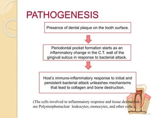 PATHOGENESIS
Presence of dental plaque on the tooth surface.
Periodontal pocket formation starts as an
inflammatory change in the C.T. wall of the
gingival sulcus in response to bacterial attack.
Host’s immuno-inflammatory response to initial and
persistent bacterial attack unleashes mechanisms
that lead to collagen and bone destruction.
(The cells involved in inflammatory response and tissue destruction
are Polymorphonuclear leukocytes, monocytes, and other cells.)
 