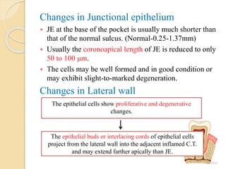 Changes in Junctional epithelium
 JE at the base of the pocket is usually much shorter than
that of the normal sulcus. (Normal-0.25-1.37mm)
 Usually the coronoapical length of JE is reduced to only
50 to 100 μm.
 The cells may be well formed and in good condition or
may exhibit slight-to-marked degeneration.
Changes in Lateral wall
The epithelial cells show proliferative and degenerative
changes.
The epithelial buds or interlacing cords of epithelial cells
project from the lateral wall into the adjacent inflamed C.T.
and may extend farther apically than JE.
 