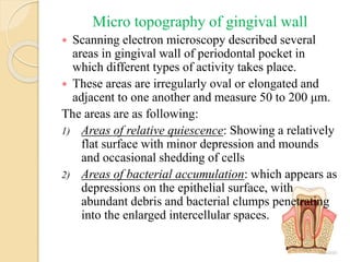 Micro topography of gingival wall
 Scanning electron microscopy described several
areas in gingival wall of periodontal pocket in
which different types of activity takes place.
 These areas are irregularly oval or elongated and
adjacent to one another and measure 50 to 200 μm.
The areas are as following:
1) Areas of relative quiescence: Showing a relatively
flat surface with minor depression and mounds
and occasional shedding of cells
2) Areas of bacterial accumulation: which appears as
depressions on the epithelial surface, with
abundant debris and bacterial clumps penetrating
into the enlarged intercellular spaces.
 