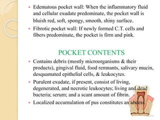  Edematous pocket wall: When the inflammatory fluid
and cellular exudate predominate, the pocket wall is
bluish red, soft, spongy, smooth, shiny surface.
 Fibrotic pocket wall: If newly formed C.T. cells and
fibers predominate, the pocket is firm and pink.
POCKET CONTENTS
 Contains debris (mostly microorganisms & their
products), gingival fluid, food remnants, salivary mucin,
desquamated epithelial cells, & leukocytes.
 Purulent exudate, if present, consist of living,
degenerated, and necrotic leukocytes; living and dead
bacteria; serum; and a scant amount of fibrin.
 Localized accumulation of pus constitutes an abcess.
 