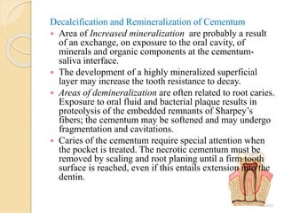 Decalcification and Remineralization of Cementum
 Area of Increased mineralization are probably a result
of an exchange, on exposure to the oral cavity, of
minerals and organic components at the cementum-
saliva interface.
 The development of a highly mineralized superficial
layer may increase the tooth resistance to decay.
 Areas of demineralization are often related to root caries.
Exposure to oral fluid and bacterial plaque results in
proteolysis of the embedded remnants of Sharpey’s
fibers; the cementum may be softened and may undergo
fragmentation and cavitations.
 Caries of the cementum require special attention when
the pocket is treated. The necrotic cementum must be
removed by scaling and root planing until a firm tooth
surface is reached, even if this entails extension into the
dentin.
 