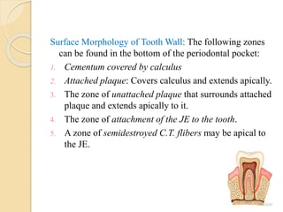 Surface Morphology of Tooth Wall: The following zones
can be found in the bottom of the periodontal pocket:
1. Cementum covered by calculus
2. Attached plaque: Covers calculus and extends apically.
3. The zone of unattached plaque that surrounds attached
plaque and extends apically to it.
4. The zone of attachment of the JE to the tooth.
5. A zone of semidestroyed C.T. flibers may be apical to
the JE.
 