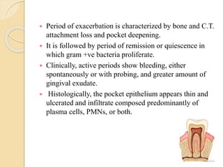  Period of exacerbation is characterized by bone and C.T.
attachment loss and pocket deepening.
 It is followed by period of remission or quiescence in
which gram +ve bacteria proliferate.
 Clinically, active periods show bleeding, either
spontaneously or with probing, and greater amount of
gingival exudate.
 Histologically, the pocket epithelium appears thin and
ulcerated and infiltrate composed predominantly of
plasma cells, PMNs, or both.
 