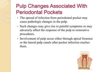 Pulp Changes Associated With
Periodontal Pockets
 The spread of infection from periodontal pocket may
cause pathologic changes in the pulp.
 Such changes may give rise to painful symptoms or may
adversely affect the response of the pulp to restorative
procedures.
 Involvement of pulp occur either through apical foramen
or the lateral pulp canals after pocket infection reaches
them.
 