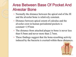 Area Between Base Of Pocket And
Alveolar Bone
 Normally the distance between the apical end of the JE
and the alveolar bone is relatively constant.
 Distance between apical extent of calculus and the
alveolar crest in human periodontal pockets is
constant=1.97mm
 The distance from attached plaque to bone is never less
than 0.5mm and never more than 2.7mm.
 These findings suggest that the bone-resorbing activity
induced by the bacteria is exerted within these distances.
 