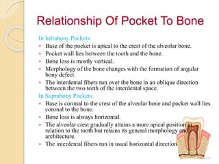 Relationship Of Pocket To Bone
In Infrabony Pockets:
 Base of the pocket is apical to the crest of the alveolar bone.
 Pocket wall lies between the tooth and the bone.
 Bone loss is mostly vertical.
 Morphology of the bone changes with the formation of angular
bony defect.
 The interdental fibers run over the bone in an oblique direction
between the two teeth of the interdental space.
In Suprabony Pockets:
 Base is coronal to the crest of the alveolar bone and pocket wall lies
coronal to the bone.
 Bone loss is always horizontal.
 The alveolar crest gradually attains a more apical position in
relation to the tooth but retains its general morphology and
architecture.
 The interdental fibers run in usual horizontal direction.
 