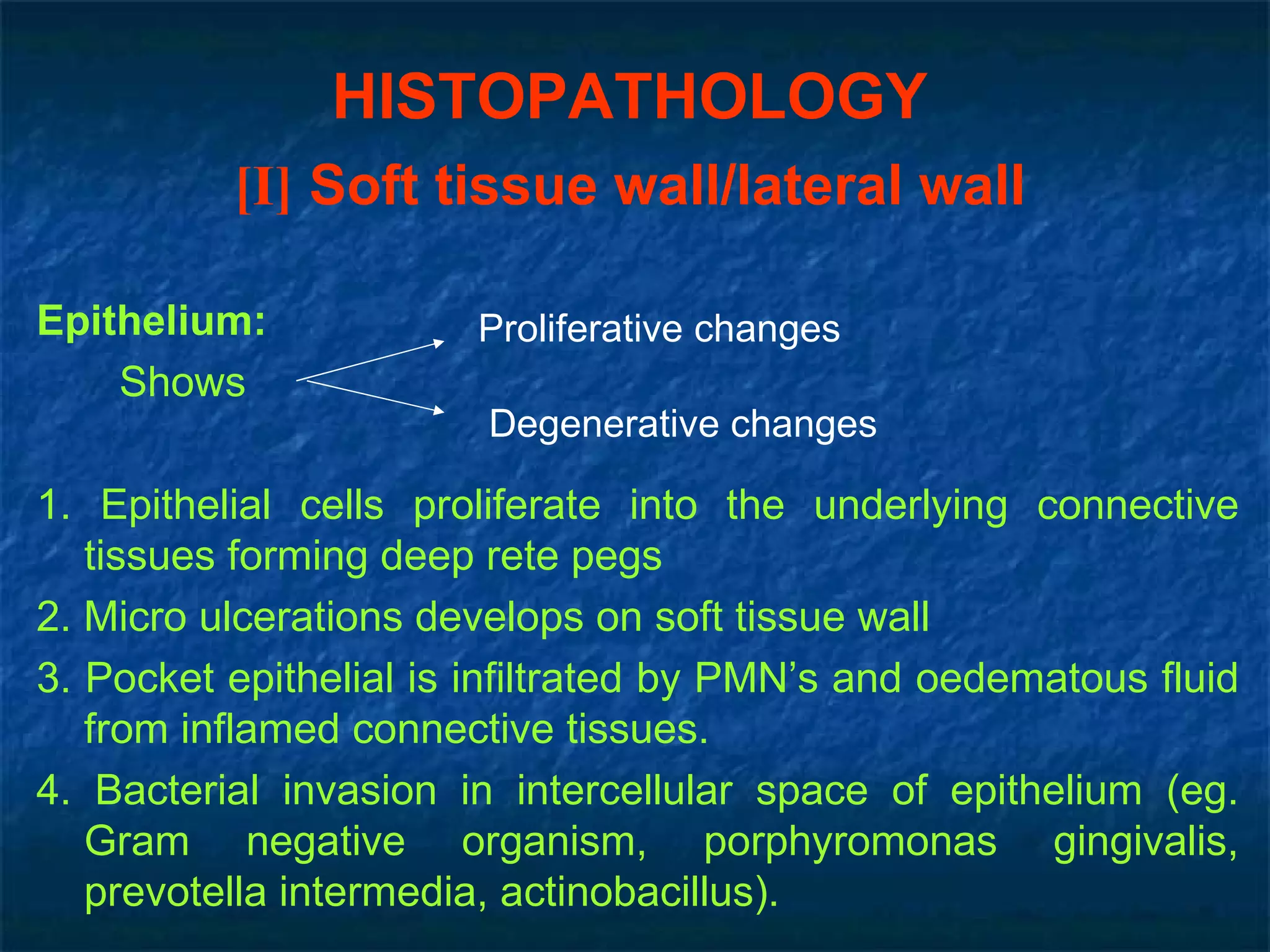 HISTOPATHOLOGY [I]  Soft tissue wall/lateral wall Epithelium: Shows 1. Epithelial cells proliferate into the underlying connective tissues forming deep rete pegs 2. Micro ulcerations develops on soft tissue wall 3. Pocket epithelial is infiltrated by PMN’s and oedematous fluid from inflamed connective tissues. 4. Bacterial invasion in intercellular space of epithelium (eg. Gram negative organism, porphyromonas gingivalis, prevotella intermedia, actinobacillus). Degenerative changes Proliferative changes 