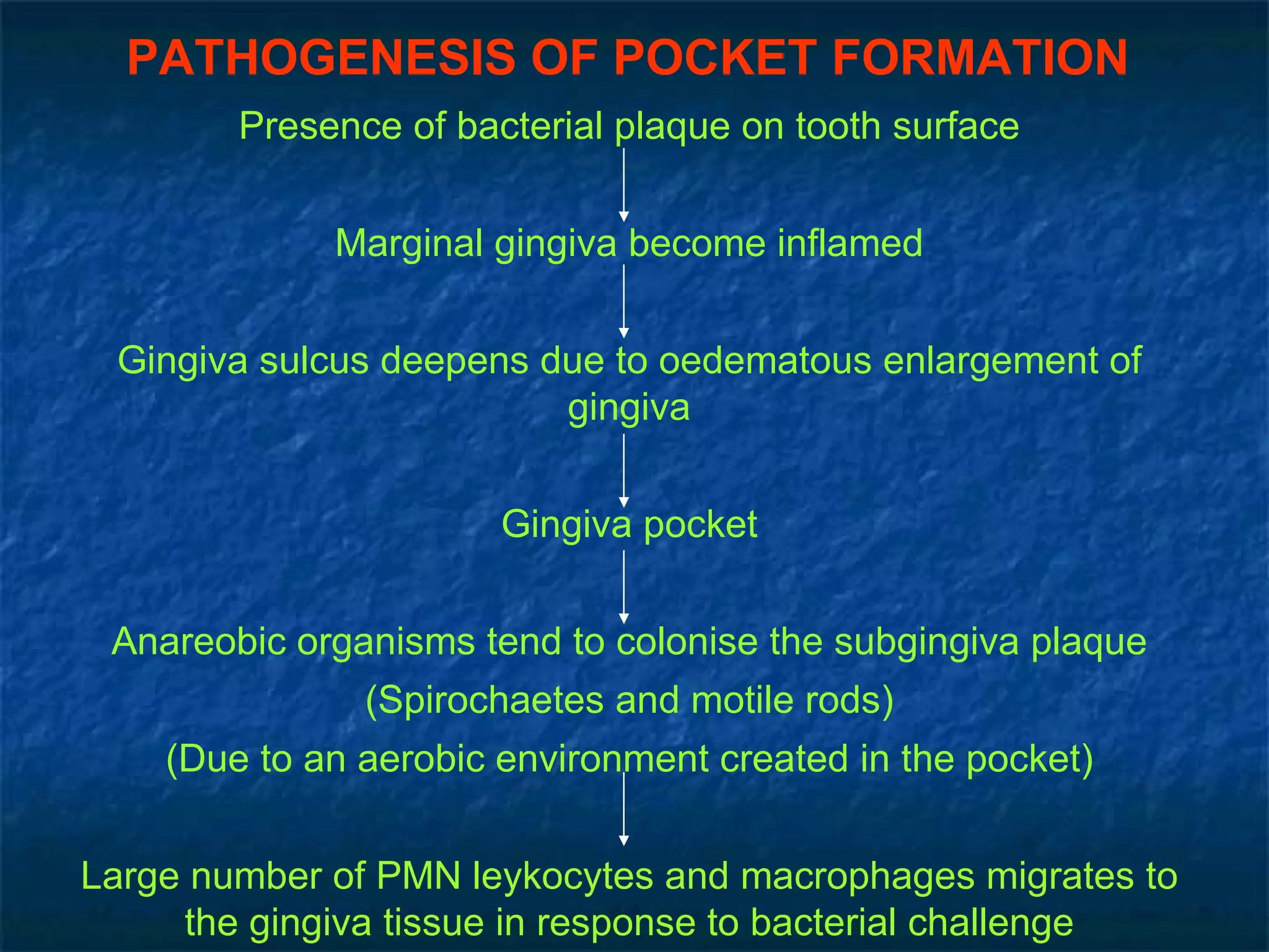 PATHOGENESIS OF POCKET FORMATION   Presence of bacterial plaque on tooth surface Marginal gingiva become inflamed Gingiva sulcus deepens due to oedematous enlargement of gingiva Gingiva pocket Anareobic organisms tend to colonise the subgingiva plaque (Spirochaetes and motile rods) (Due to an aerobic environment created in the pocket) Large number of PMN leykocytes and macrophages migrates to the gingiva tissue in response to bacterial challenge 