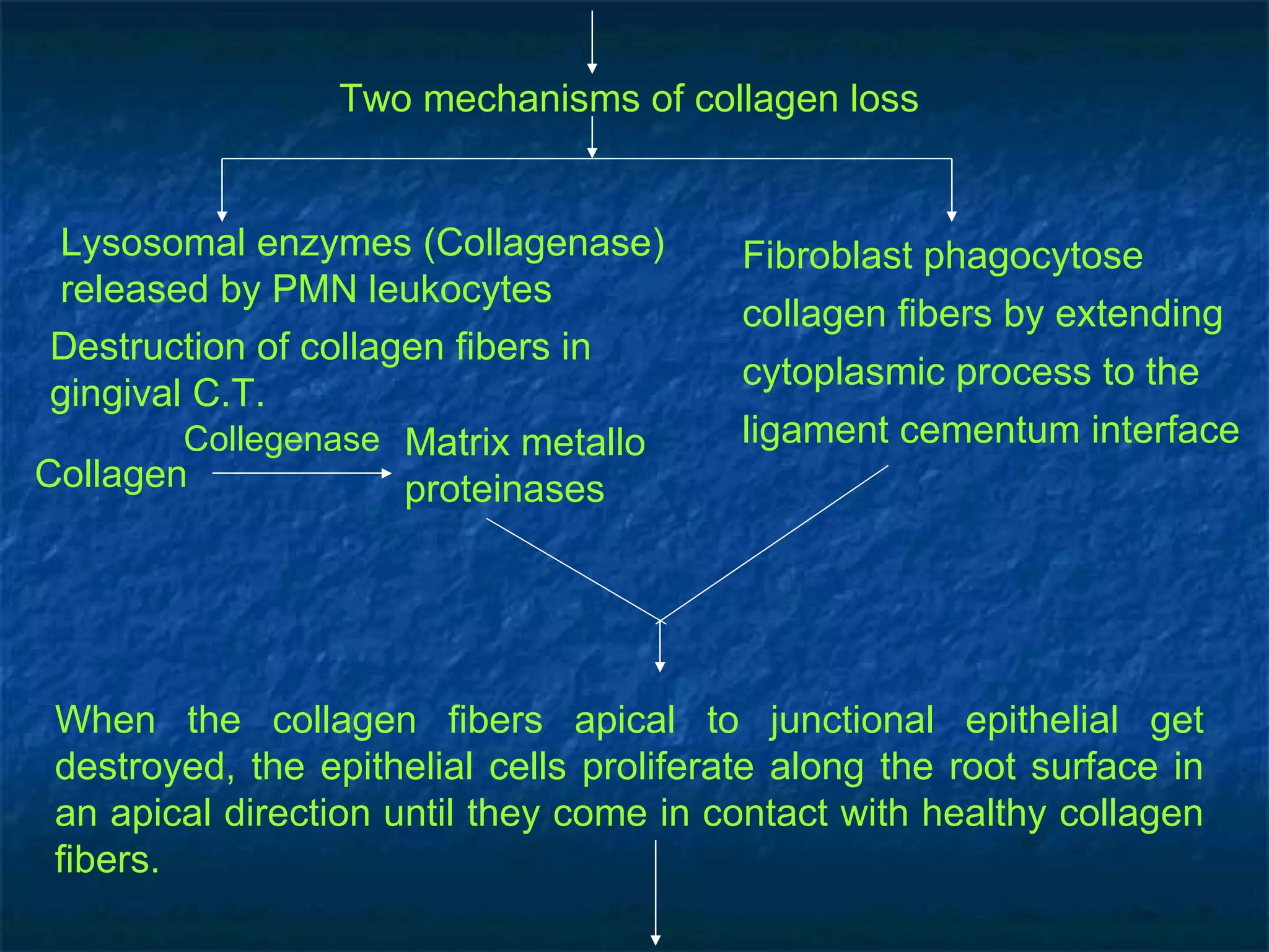 Two mechanisms of collagen loss  Lysosomal enzymes (Collagenase) released by PMN leukocytes  Fibroblast phagocytose collagen fibers by extending cytoplasmic process to the ligament cementum interface  Destruction of collagen fibers in gingival C.T.  Collagen  Matrix metallo proteinases  Collegenase   When the collagen fibers apical to junctional epithelial get destroyed, the epithelial cells proliferate along the root surface in an apical direction until they come in contact with healthy collagen fibers.  