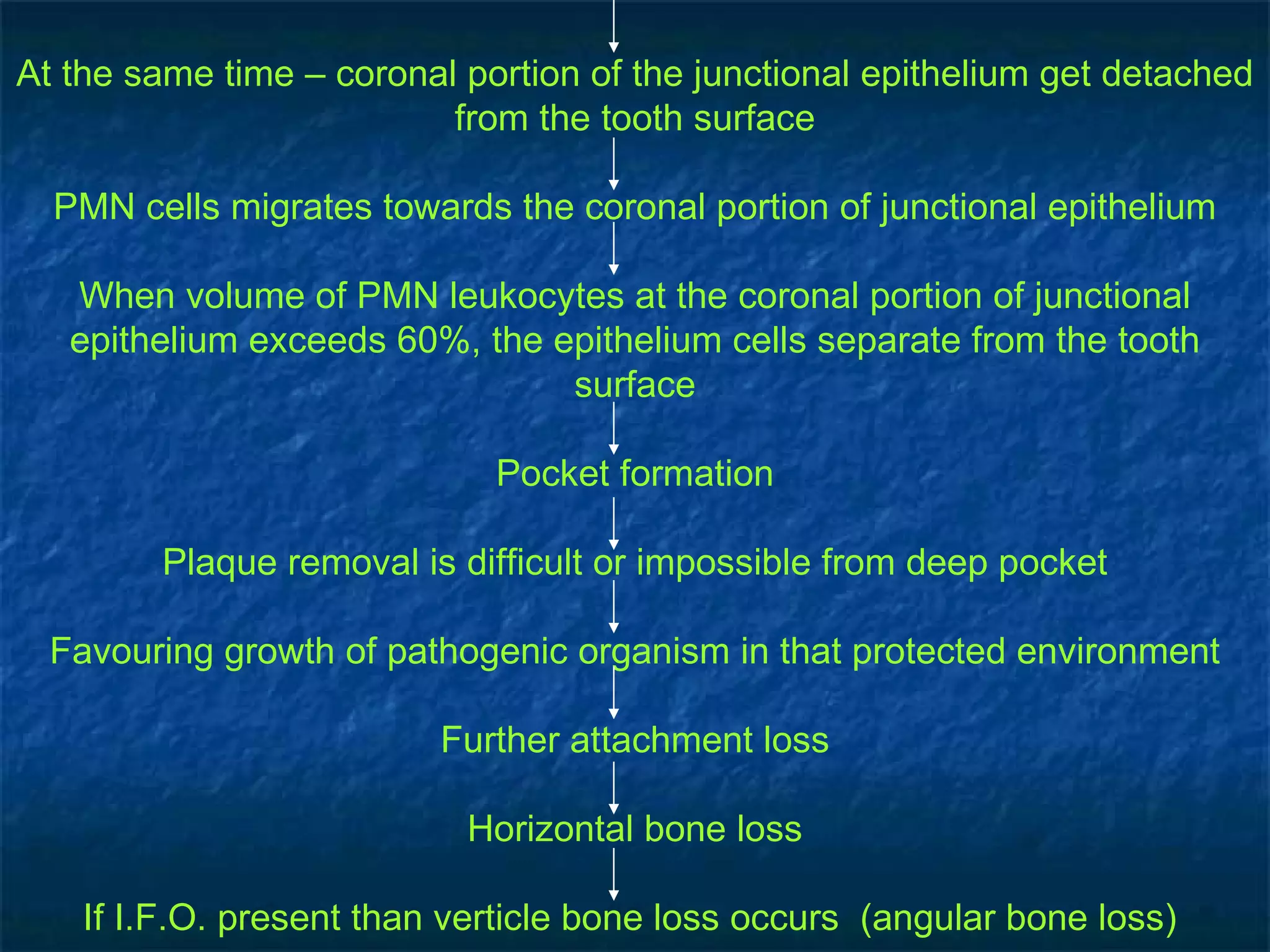 At the same time – coronal portion of the junctional epithelium get detached from the tooth surface PMN cells migrates towards the coronal portion of junctional epithelium When volume of PMN leukocytes at the coronal portion of junctional epithelium exceeds 60%, the epithelium cells separate from the tooth surface Pocket formation Plaque removal is difficult or impossible from deep pocket Favouring growth of pathogenic organism in that protected environment Further attachment loss Horizontal bone loss If I.F.O. present than verticle bone loss occurs  (angular bone loss)  