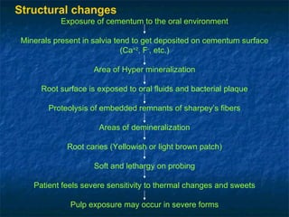 Structural changes Exposure of cementum to the oral environment Minerals present in salvia tend to get deposited on cementum surface (Ca +2 , F - , etc.) Area of Hyper mineralization Root surface is exposed to oral fluids and bacterial plaque Proteolysis of embedded remnants of sharpey’s fibers Areas of demineralization Root caries (Yellowish or light brown patch) Soft and lethargy on probing Patient feels severe sensitivity to thermal changes and sweets Pulp exposure may occur in severe forms 