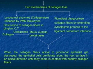 Two mechanisms of collagen loss  Lysosomal enzymes (Collagenase) released by PMN leukocytes  Fibroblast phagocytose collagen fibers by extending cytoplasmic process to the ligament cementum interface  Destruction of collagen fibers in gingival C.T.  Collagen  Matrix metallo proteinases  Collegenase   When the collagen fibers apical to junctional epithelial get destroyed, the epithelial cells proliferate along the root surface in an apical direction until they come in contact with healthy collagen fibers.  