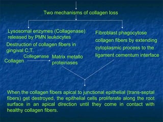 Periodontology __periodontal pocket ____ | PPT