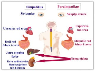 Simpatikus Paraimpatikus
Širi zenice Skuplja zenice
Ubrzava rad srca
Koči rad
želuca i creva
Jetra otpušta
šećer
Kora nadbubrežne
žlezde pojačano
luči hormone
Usporava
rad srca
Stimuliše rad
želuca i creva
Nema efekta
 