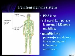 Perifeni nervni sistem
PNS čine:
- svi nervi koji polaze
iz mozga i kičmene
moždine,
- ganglije koje
povezuju sve delove
tela sa mozgom i
kičmenom
moždinom.
 