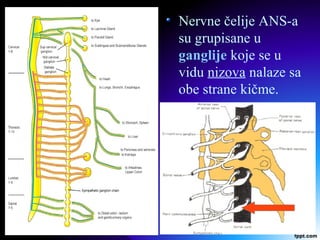 Nervne čelije ANS-a
su grupisane u
ganglije koje se u
vidu nizova nalaze sa
obe strane kičme.
 