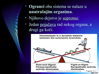 Ogranci oba sistema se nalaze u
unutrašnjim organima.
Njihovo dejstvo je suprotnosuprotno.
Jedan pojačava rad nekog organa, a
drugi ga kočikoči.
 