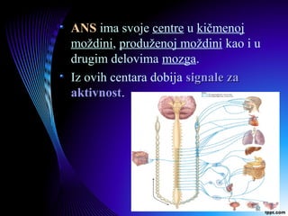 ANS ima svoje centre u kičmenoj
moždini, produženoj moždini kao i u
drugim delovima mozga.
Iz ovih centara dobija signale zasignale za
aktivnostaktivnost.
 