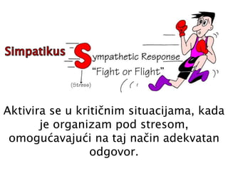 Aktivira se u kritičnim situacijama, kada
je organizam pod stresom,
omogućavajući na taj način adekvatan
odgovor.
 
