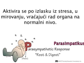 Aktivira se po izlasku iz stresa, u
mirovanju, vraćajući rad organa na
normalni nivo.
 