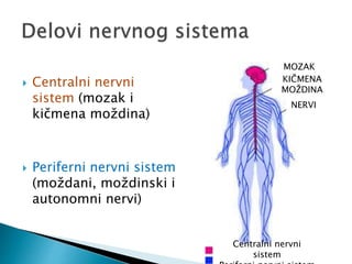  Centralni nervni
sistem (mozak i
kičmena moždina)
 Periferni nervni sistem
(moždani, moždinski i
autonomni nervi)
MOZAK
KIČMENA
MOŽDINA
NERVI
Centralni nervni
sistem
 