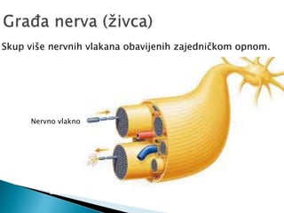 Nervno vlakno
Skup više nervnih vlakana obavijenih zajedničkom opnom.
 