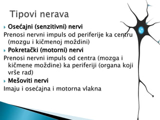  Osećajni (senzitivni) nervi
Prenosi nervni impuls od periferije ka centru
(mozgu i kičmenoj moždini)
 Pokretački (motorni) nervi
Prenosi nervni impuls od centra (mozga i
kičmene moždine) ka periferiji (organa koji
vrše rad)
 Mešoviti nervi
Imaju i osećajna i motorna vlakna
 