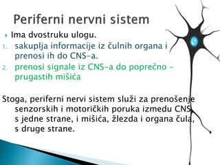  Ima dvostruku ulogu.
1. sakuplja informacije iz čulnih organa i
prenosi ih do CNS-a.
2. prenosi signale iz CNS-a do poprečno –
prugastih mišića
Stoga, periferni nervi sistem služi za prenošenje
senzorskih i motoričkih poruka izmedu CNS,
s jedne strane, i mišića, žlezda i organa čula,
s druge strane.
 