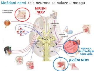 MIRISNI
NERV
JEZIČNI NERV
NERVI KA
UNUTRAŠNJIM
ORGANIMA
 