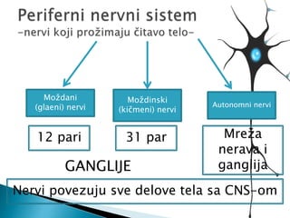 Moždani
(glaeni) nervi
Moždinski
(kičmeni) nervi
12 pari 31 par
GANGLIJE
Autonomni nervi
Nervi povezuju sve delove tela sa CNS-om
Mreža
nerava i
ganglija
 
