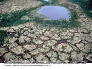 Ice-wedge polygons in peatland, Hudson Bay Lowlands, Manitoba.
Splendid examples of ice-wedge polygons, a form of patterned ground, are shown above. They occur in the permafrost
peatlands of the Hudson Bay Lowlands, which are composed mainly of dry sphagnum. Brown polygons mark the location
of massive ice wedges that extend from the surface down to 2 or 3 m
 