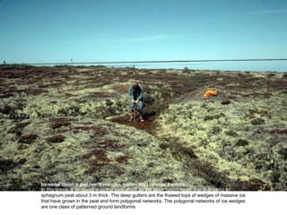 Ice-wedge trough in peat near Steele Lake, Hudson Bay Lowlands, Manitoba.
In this scene, a geologist is coring permafrost on the open tundra heath that is growing on
sphagnum peat about 3 m thick. The deep gutters are the thawed tops of wedges of massive ice
that have grown in the peat and form polygonal networks. The polygonal networks of ice wedges
are one class of patterned ground landforms
 