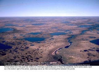 Ice-rich, frozen peatlands and thermokarst ponds, Seal River, Manitoba.
This is an area of permafrost and ice-rich sphagnum peat. Numerous small ponds are thermokarst features that have
formed where ice in the peat has melted out. Drainage is generally poor in these flat peatlands, but in some cases, such
as in the bottom right of the photo, waterways serve as inter-connecting links between the ponds
 
