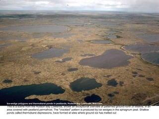 Ice-wedge polygons and thermokarst ponds in peatlands, Hudson Bay Lowlands, Manitoba.
This is a scene from the Hudson Bay Lowlands, shows an exceptional overview of patterned ground north of treeline, in an
area covered with peatland permafrost. The "crackled" pattern is produced by ice wedges in the sphagnum peat. Shallow
ponds called thermokarst depressions, have formed at sites where ground ice has melted out
 