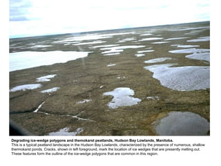 Degrading ice-wedge polygons and themokarst peatlands, Hudson Bay Lowlands, Manitoba.
This is a typical peatland landscape in the Hudson Bay Lowlands, characterized by the presence of numerous, shallow
thermokarst ponds. Cracks, shown in left foreground, mark the location of ice wedges that are presently melting out.
These features form the outline of the ice-wedge polygons that are common in this region.
 
