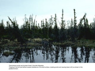 Thermokarst ponds and drunken forest, Churchill, Manitoba.
Thawing of ice-rich permafrost causes subsidence of the land surface, creating ponds and causing trees to tilt, as shown in this
peatland terrain.
 