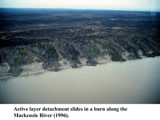Active layer detachment slides in a burn along the
Mackenzie River (1996).
 